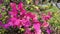 Bougainvillea bugenvil is a tropical plant