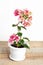 Bougainvillea Chameleon pink in a flower pot on a white background.