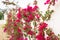 Bougainvillea climbing a white wall.