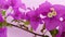 Bougainvillea color beautiful sightly flower