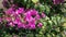 Bougainvillea creepers and herbs with flowers
