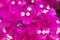 Bougainvillea decorative tree pink flowers