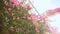 Bougainvillea floewrs bush against the sky in the garden. Hanging from lattice. First version.