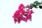 Bougainvillea flower