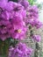 Bougainvillea  flower in beautiful pink