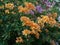 Bougainvillea flower, Bougainvillea is a thorny ornamental vines.