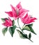 Bougainvillea flower bouqet isolated artistic watercolor