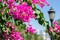 Bougainvillea flower bush on the background of the resort`s east