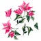 Bougainvillea flower isolated clipart collection. Watercolor illustration