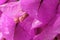 Bougainvillea flower magenta blossom macro