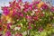 Bougainvillea flower multi color