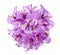 Bougainvillea flower, Paperflower, Purple Bougainvillea flower isolated on white background, with clipping path