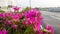 Bougainvillea flower plants that are on a road divider