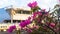 Bougainvillea flower plants that are on a road divider