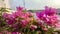 Bougainvillea flower plants that are on a road divider