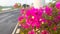 Bougainvillea flower plants that are on a road divider
