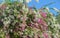 Bougainvillea flower tree wall