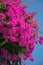 Bougainvillea. Flowering bush with purple flowers against the blue sky