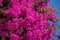 Bougainvillea. Flowering bush with purple flowers against the blue sky