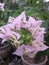 bougainvillea flowers