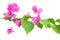 Bougainvillea flowers