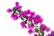 Bougainvillea Flowers