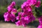 Bougainvillea Flowers