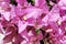 Bougainvillea Flowers