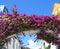 Bougainvillea flowers