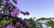 Bougainvillea Flowers with Adriatic Sea in background - Podgora, Makarska Riviera, Dalmatia, Croatia