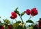 Bougainvillea flowers Arizona