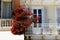 The Bougainvillea flowers on balcony in Kerkyra city