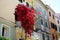 The Bougainvillea flowers on balcony in Kerkyra city