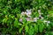 Bougainvillea flowers blooming in the garden