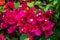 Bougainvillea flowers blooming in the garden