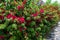 Bougainvillea flowers blooming in the garden