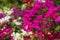 Bougainvillea flowers blooming in the garden