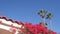 Bougainvillea flowers blossom or bloom. Mexican garden, California palm trees.
