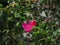 Bougainvillea flowers on a cloudy day.