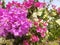 Bougainvillea flowers come in red, purple and white to form a beautiful blend of colors