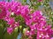 Bougainvillea flowers, cultivar Vera Deep Purple Bougainvillea