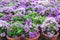 Bougainvillea flowers in flowerpots