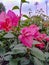 Bougainvillea flowers are ping fanta colored