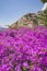 Bougainvillea flowers in Positano. Italian landscape