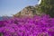 Bougainvillea flowers in Positano. Italian landscape