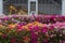 Bougainvillea flowers and reclining Buddha images
