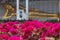 Bougainvillea flowers and reclining Buddha images