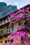 Bougainvillea Flowers at Sirmione Lake Garda Italy,