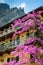 Bougainvillea Flowers at Sirmione Lake Garda Italy,