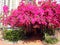 Bougainvillea flowers Tunnel